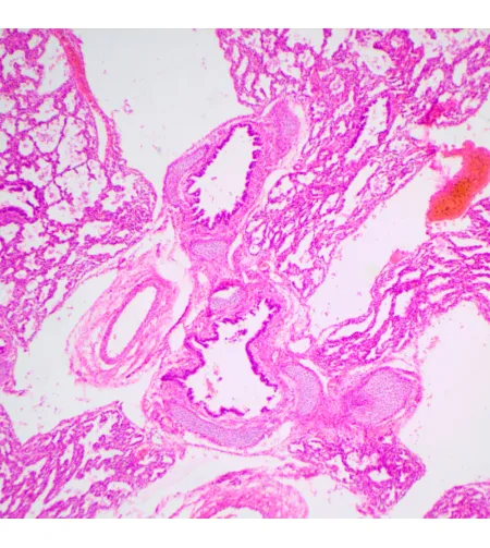 MAGUS Bio 240T Biological Microscope