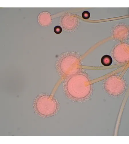 Биологический микроскоп MAGUS Bio 270T