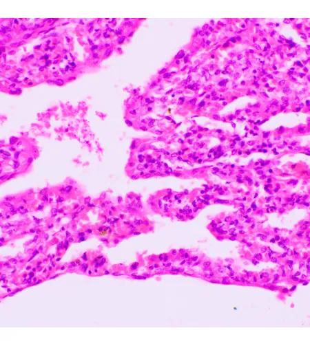 Биологический микроскоп MAGUS Bio 270T