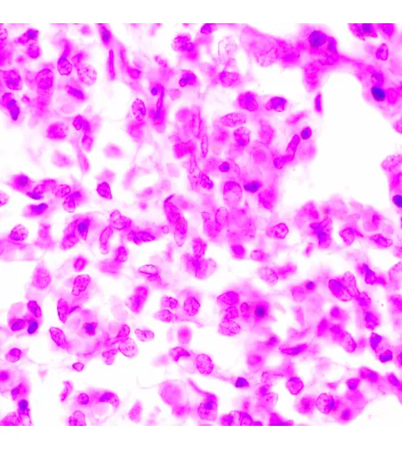 Биологический микроскоп MAGUS Bio 270T