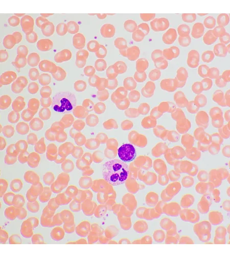 Биологический микроскоп MAGUS Bio 270T