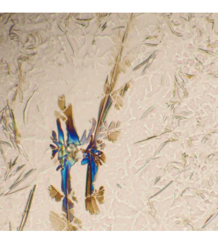 MAGUS Bio 290T biologinis mikroskopas