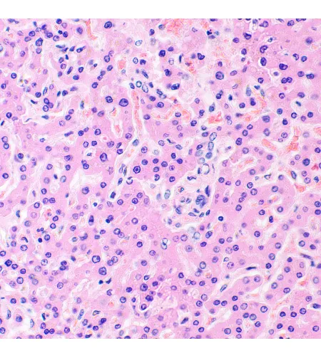 MAGUS Bio 290T biologinis mikroskopas