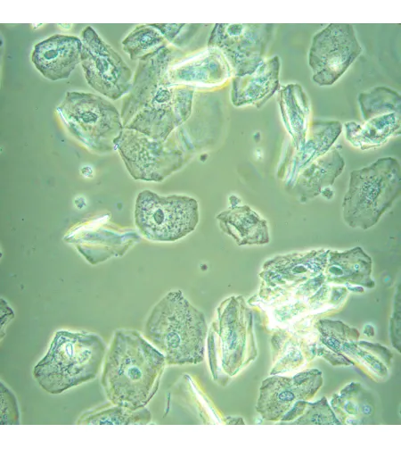 Микроскоп биологический инвертированный MAGUS Bio V360