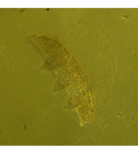 Микроскоп биологический инвертированный MAGUS Bio V360