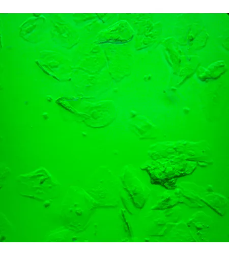 Микроскоп биологический инвертированный MAGUS Bio V360