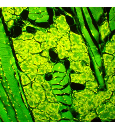 MAGUS Lum 450L fluorestsentsmikroskoop