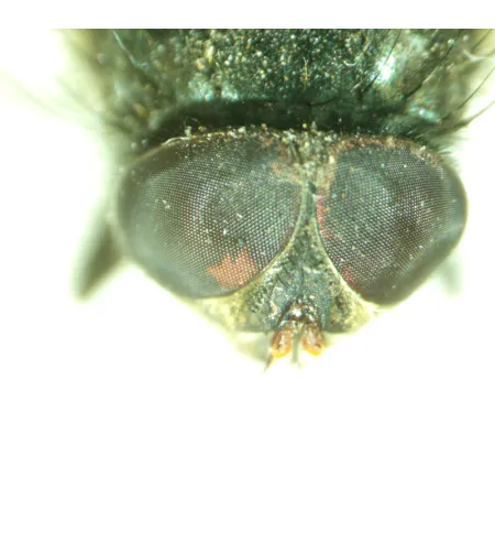 MAGUS Stereo A8 Stereomicroscope