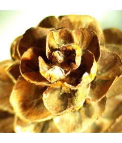 MAGUS Stereo A18T Stereomicroscope