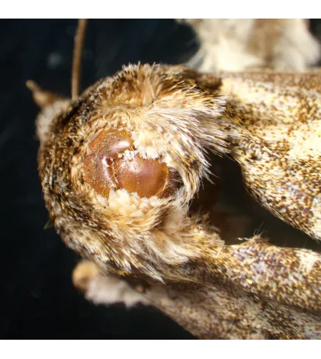 MAGUS Stereo A18T Stereomicroscope