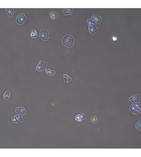 Фазово-контрастное устройство MAGUS PH2
