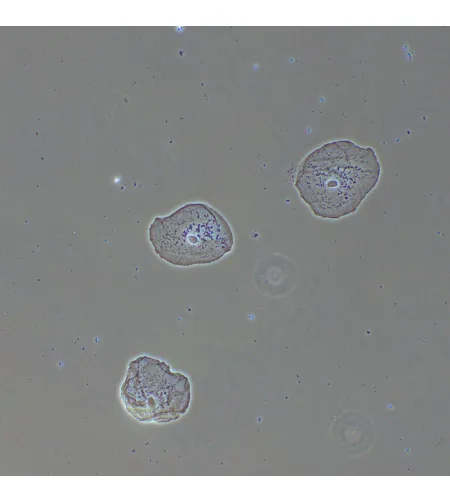 Фазово-контрастное устройство MAGUS PH2