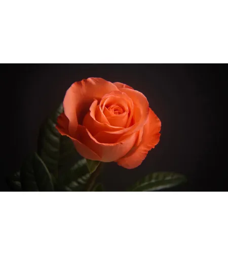 Levenhuk Kelvin MAK60 mini AZ fototeleskopas