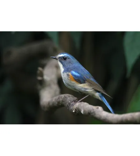 Levenhuk Kelvin MAK80 AZ Fototeleskops