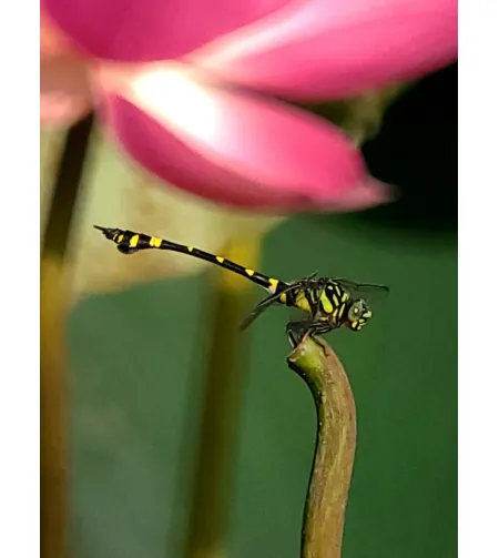 Levenhuk Kelvin MAK80 AZ Fototeleskops