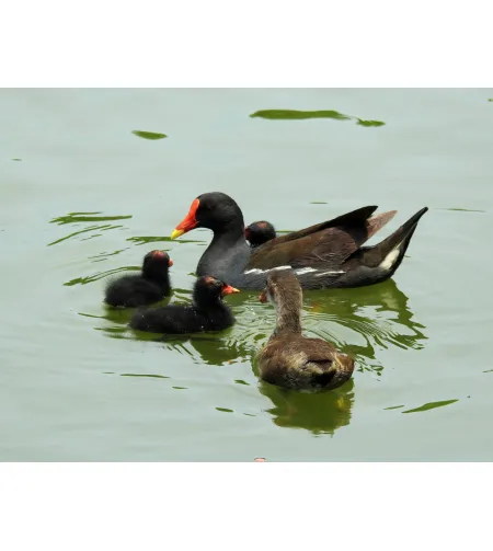 Levenhuk Kelvin MAK80 AZ Fototeleskops