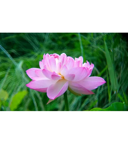 Levenhuk Kelvin MAK80 AZ Fototeleskops