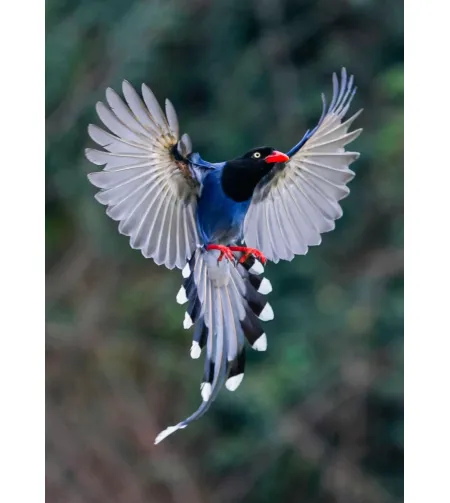 Levenhuk Kelvin MAK90 AZ GOTO Wi-Fi Fototeleskops