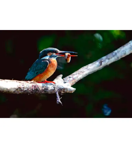 Levenhuk Kelvin MAK90 AZ GOTO Wi-Fi Fototeleskops