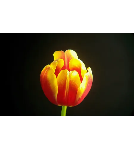 Levenhuk Kelvin MAK90 AZ GOTO Wi-Fi Fototeleskops