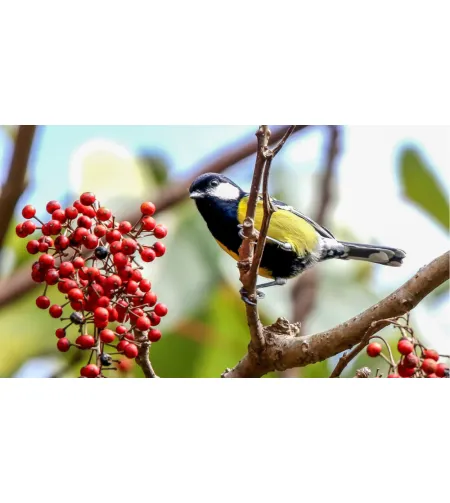 Levenhuk Kelvin MAK127 AZ GOTO Wi-Fi Fototeleskops