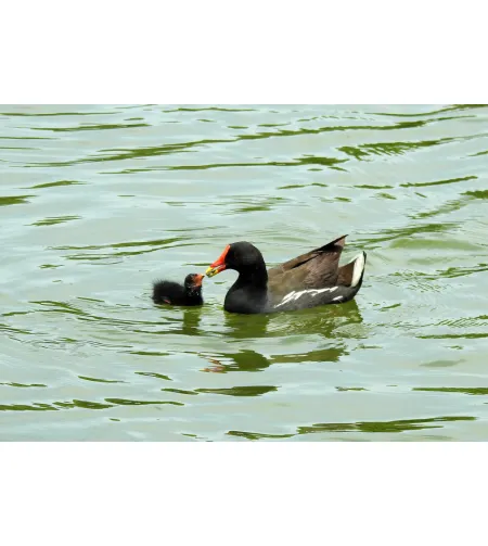 Levenhuk Kelvin MAK127 AZ GOTO Wi-Fi Fototeleskops