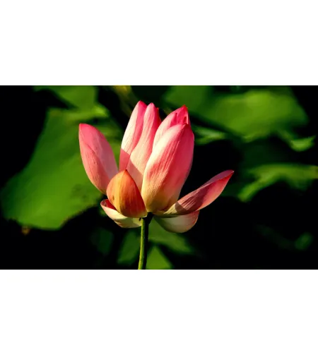 Levenhuk Kelvin MAK127 AZ GOTO Wi-Fi Fototeleskops