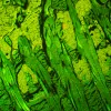 MAGUS Lum D450L fluorescences digitālais mikroskops