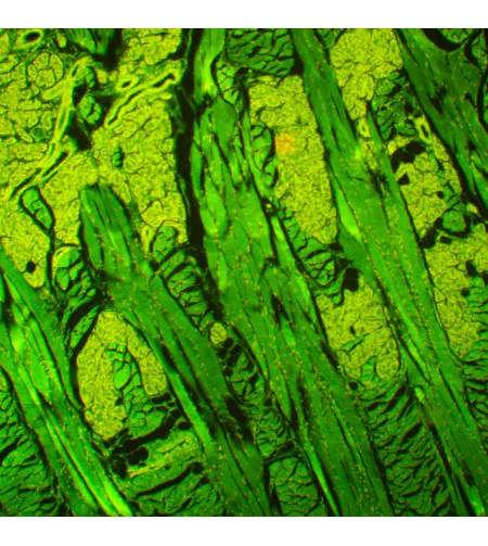 MAGUS Lum D450L fluorescences digitālais mikroskops