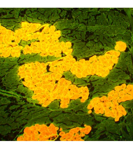 MAGUS Lum D450L fluorescences digitālais mikroskops