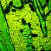 MAGUS Lum D450L fluorescences digitālais mikroskops