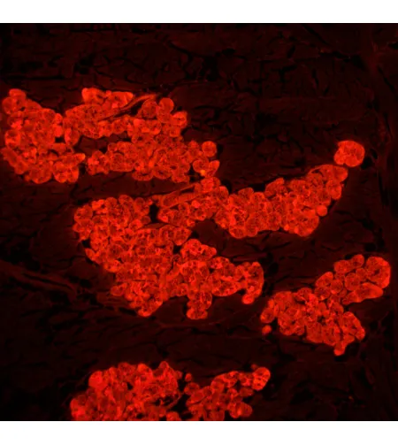 MAGUS Lum D450L fluorescences digitālais mikroskops