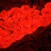 MAGUS Lum D450L fluorescences digitālais mikroskops