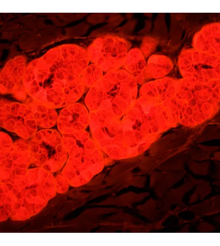 MAGUS Lum D450L fluorescences digitālais mikroskops