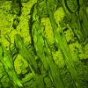MAGUS Lum D460L fluorescences digitālais mikroskops