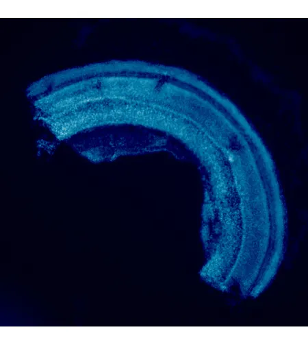 MAGUS Lum D460L fluorescences digitālais mikroskops