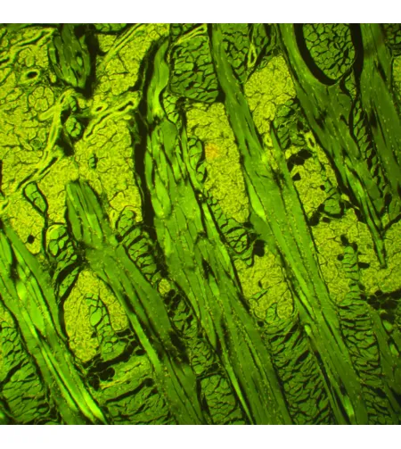 MAGUS Lum 460L fluorescences mikroskops