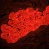 MAGUS Lum 460L fluorescences mikroskops