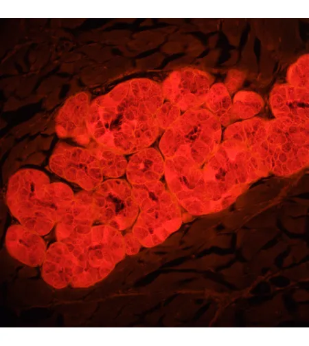 MAGUS Lum 460L fluorescences mikroskops