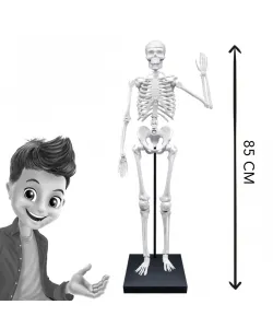 Buki Skeletas 85 cm