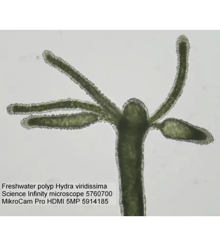 BRESSER MikroCam PRO HDMI камера 5MP