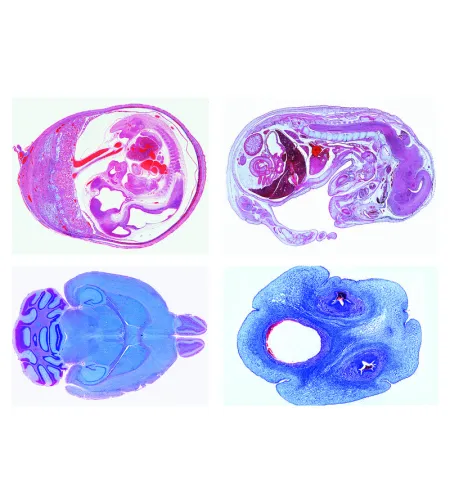 LIEDER Koduloomade histoloogia veterinaarmeditsiinis II osa, 24 slaidi