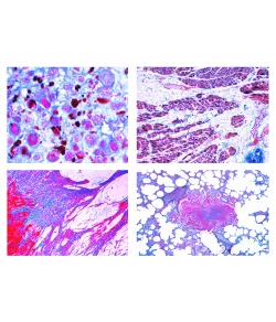 LIEDER Veterinaarmeditsiini patoloogiline histoloogia, 22 slaidi