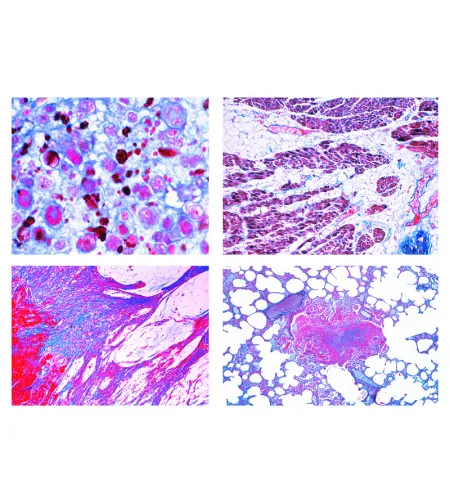 LIEDER Veterinaarmeditsiini patoloogiline histoloogia, 22 slaidi