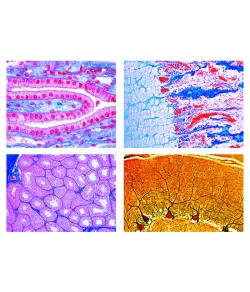 LIEDER Histology of Mammalia 2400, elementaarkomplekt, 25 mikroskoobi slaidi