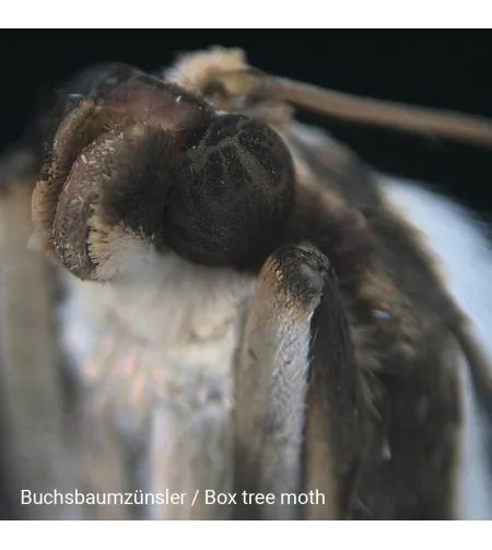 Стереомикроскоп Biolux ICD 20x BRESSER