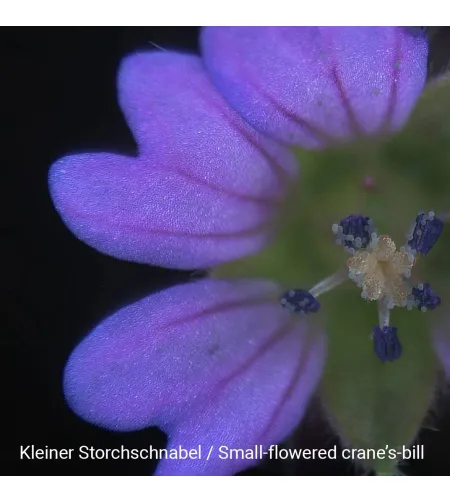 Стереомикроскоп Biolux ICD 20x BRESSER