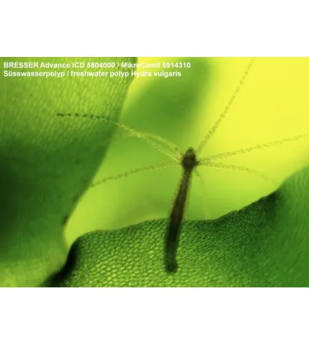 Stereo-Microscope Bresser Advance ICD 10X-160X Zoom