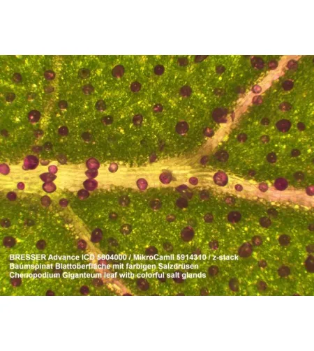 Stereo-Microscope Bresser Advance ICD 10X-160X Zoom