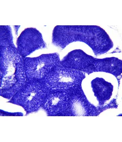 Подготовленные слайды Bresser: гистология